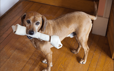 Find the Perfect Dog Chew Bones for Healthy Teeth and Happy Canines