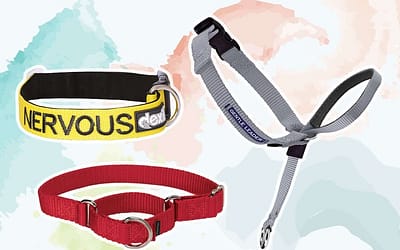 Empower Positive Behavior with the Best Dog Training Collar
