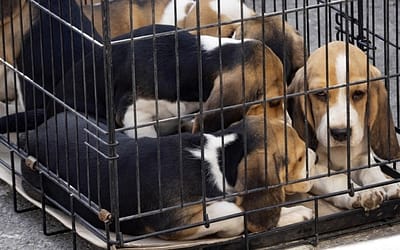 Los peligros de las mascotas de Craigslist: cómo evitar comprar una víctima de un criadero de cachorros