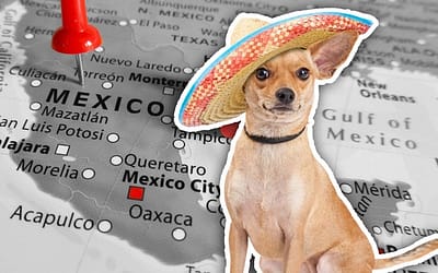 Adoptar un perro de México: Las 5 principales ventajas y desventajas