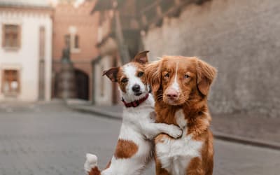 Les 10 meilleurs conseils pour une transition en douceur : comment présenter les chiens l’un à l’autre