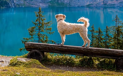 Golden Mountain Dog 101: Conozca a estas razas cariñosas, cariñosas y leales