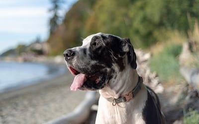 Adopting a Dog in Seattle Made Easy