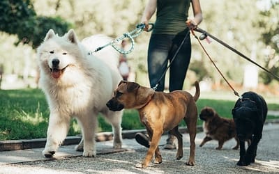 Dog Sitters Near You: Finding the Perfect Pet Sitter for Your Dog