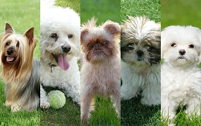Discovering Hypoallergenic Dog Breeds for Allergy Sufferers