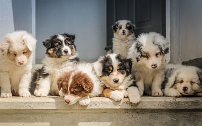 How To Housetrain Your New Puppy -The 5 Top Tips
