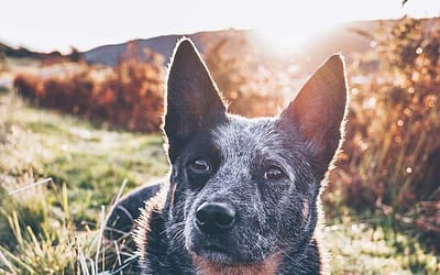 Conozca al mejor compañero de aventuras: el perro boyero australiano