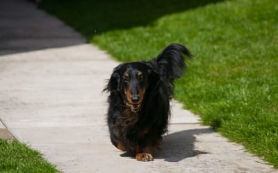 8 Fascinating Facts About the Long-Haired Mini Dachshund