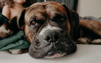Mastiff Dogs: A Comprehensive Guide to Caring for Your Gentle Giant