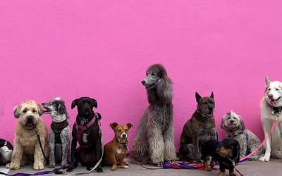 Chiens : Les races de chiens les plus populaires pour votre famille