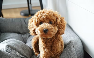 Brown Poodles: Just Like a Teddy Bear
