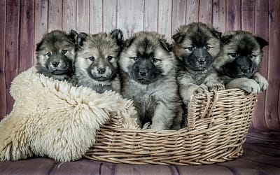 Premier Puppies