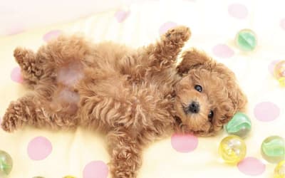 Teddy Bear Dog: Breeds, Health, Training, Playtime Guide