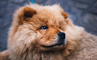 Discover the unique characteristics of Chow Chow dogs
