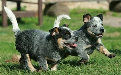 Cachorros Blue Heeler: La mejor elección para su familia