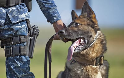 Warrior Dog: La historia de un valiente compañero canino
