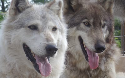 Tout savoir sur les chiens-loups – Caractéristiques, soins, et plus encore