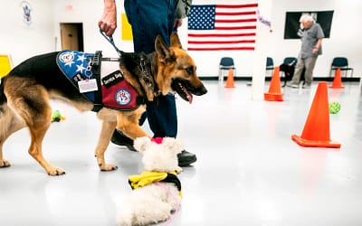 How To Train Your Pup To Be A Service Dog