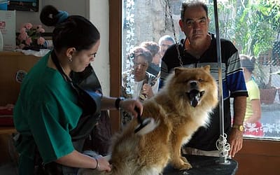 5 Hardest Parts About Being A Dog Groomer