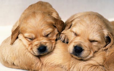 Dog Names That Start With X: Unique and Elegant Name for your Pup’s