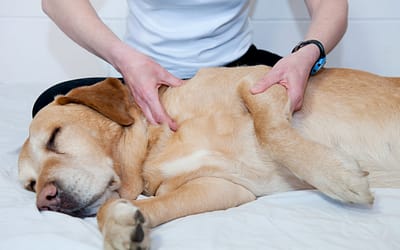 How To Become A Expert Dog Massage Therapist