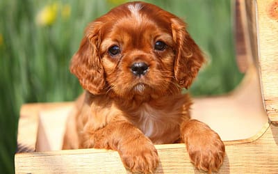 Dog Names That Start With Y: Top 5 Unique and Cool Options