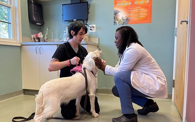How To Become A Trustworthy Veterinary Assistant