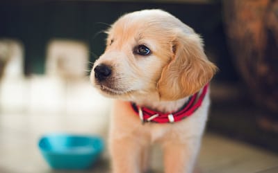 Unlocking the Secrets to Successful Doggie Adoption
