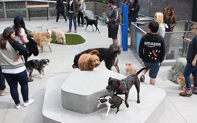 Amazon Employees Get To Bring Dogs To Work