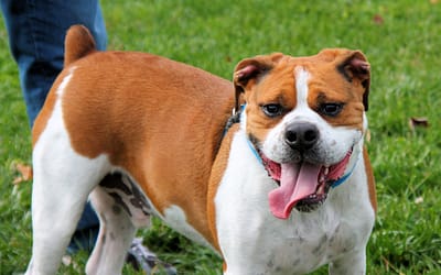 The Ultimate Guide to the Beagle Boxer Mix: Breed Info, Characteristics, and Puppy Facts