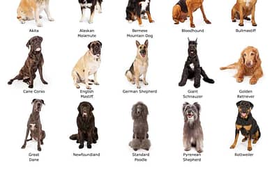 Big Dogs: The Ultimate Guide to Choosing the Perfect Breed for Your Home