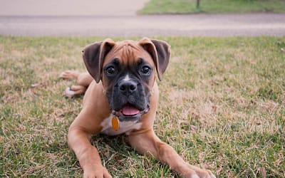 Boxer 101: Your Complete Guide to Bringing Home a New Bestfriend