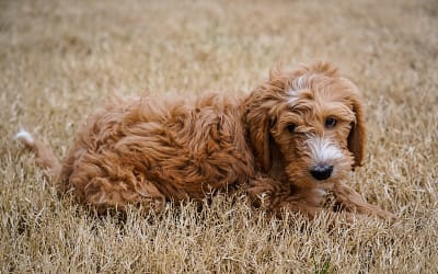 Why a Brown Goldendoodle is the Best Choice for Your Next Pet