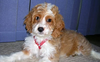 Unleashing the Love: Everything You Need to Know About the Cocker Spaniel-Poodle Mix
