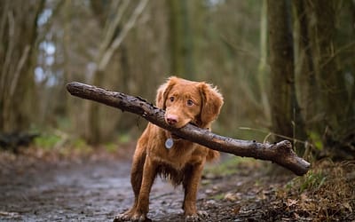 Why Choose a CoffeeWood Dog Chew for Your Pup?