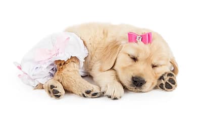 Dog Period Pads Benefits & Selection Tips
