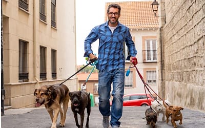 How To Start A Dog Walking Business