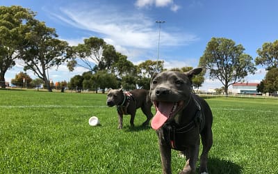 Why Eagle Rock Dog Park is a Great Park for Your Dog