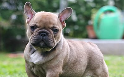 French Puppy Bulldog: Adorable, Affectionate, and Ready to Join Your Family