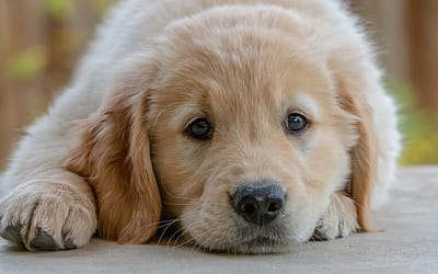 Bringing Home a Golden Retriever Puppy: Your Complete Guide to Unleashing the Love
