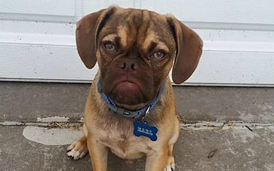 Grumpy Puppy Dogs: Dealing with Attitude