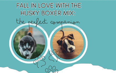 Fall in Love with the Husky Boxer Mix