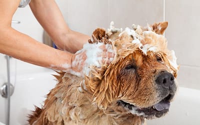 Unlock the Soothing Power: Dog Shampoo for Itchy Skin