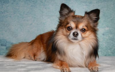 The Ultimate Guide to Long Haired Chihuahuas