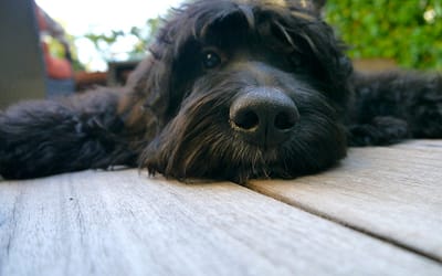 Mini Bernedoodle: Meet This Adorable Designer Puppy