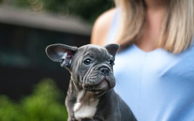 Mini English Bulldogs 101 – A Comprehensive Guide for Prospective Owners