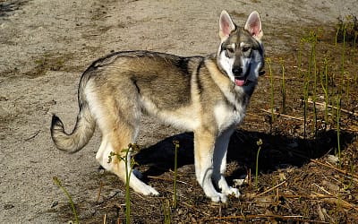 Discover the Majestic and Mighty Northern Inuit Dog