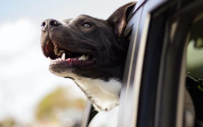 Presa Canario: The Powerful Guardian Dog
