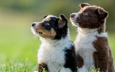 Week By Week Puppy Training Schedule