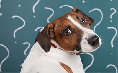 9 Questions To Ask When Adopting a Dog